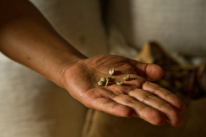 Green coffee, on the farm, in Guatemala.