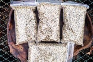 Green coffee samples